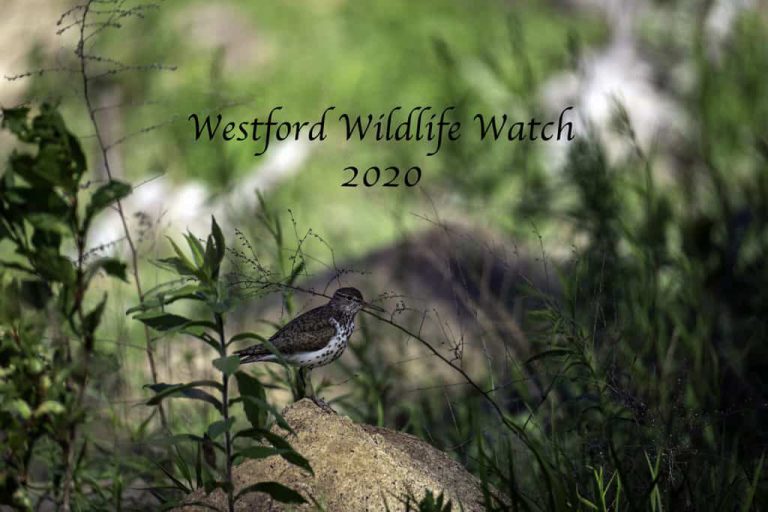 Westford Wildlife 2020
