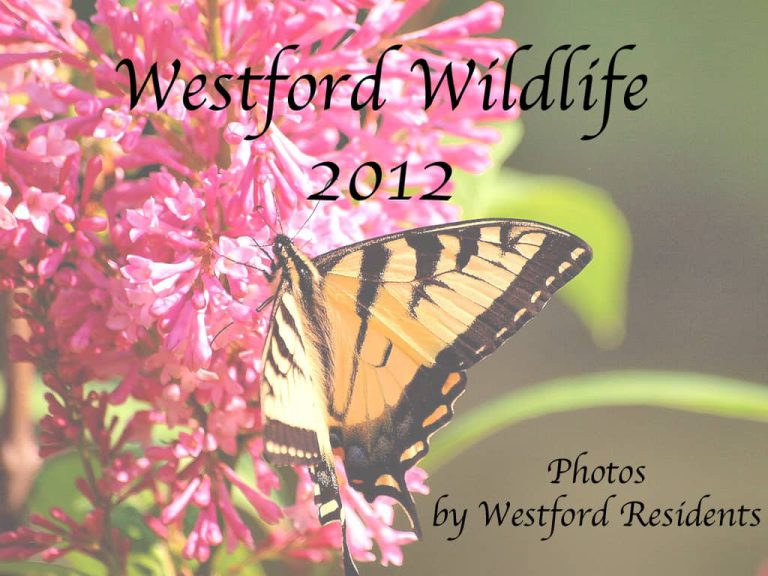 Westford Wildlife 2012