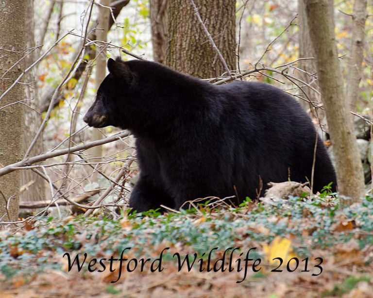Westford Wildlife 2013
