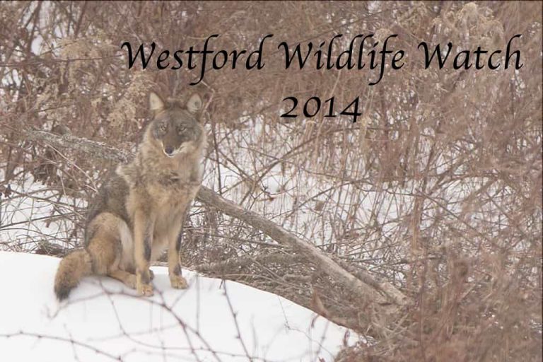 Westford Wildlife 2014