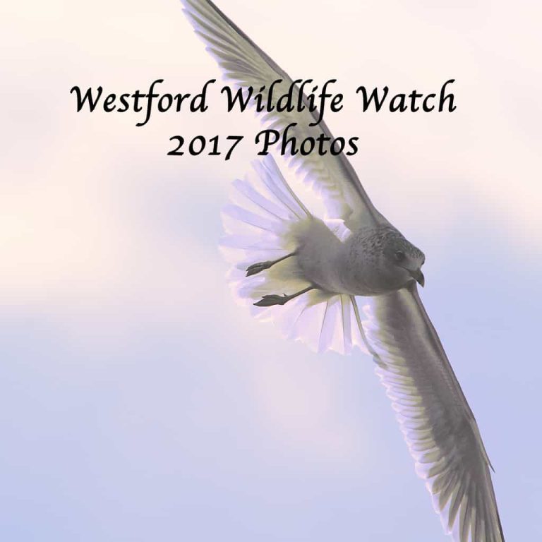 Westford Wildlife 2017