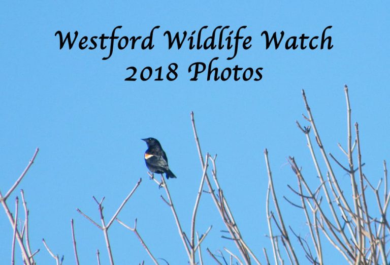 Westford Wildlife 2018