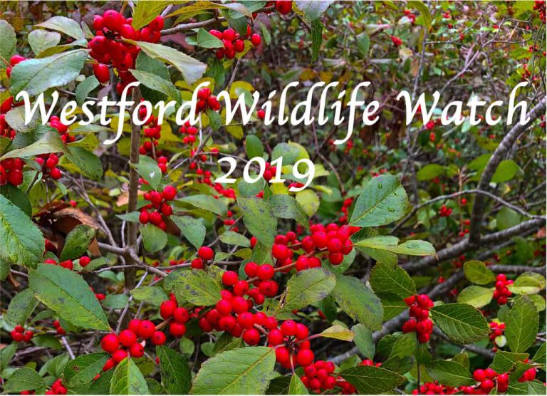 Westford Wildlife 2019