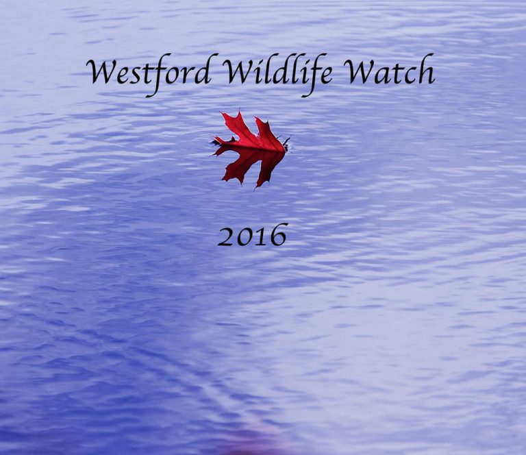 Westford Wildlife 2016