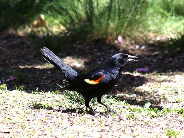 Wildlife Watch by Marian Harman – February 2023