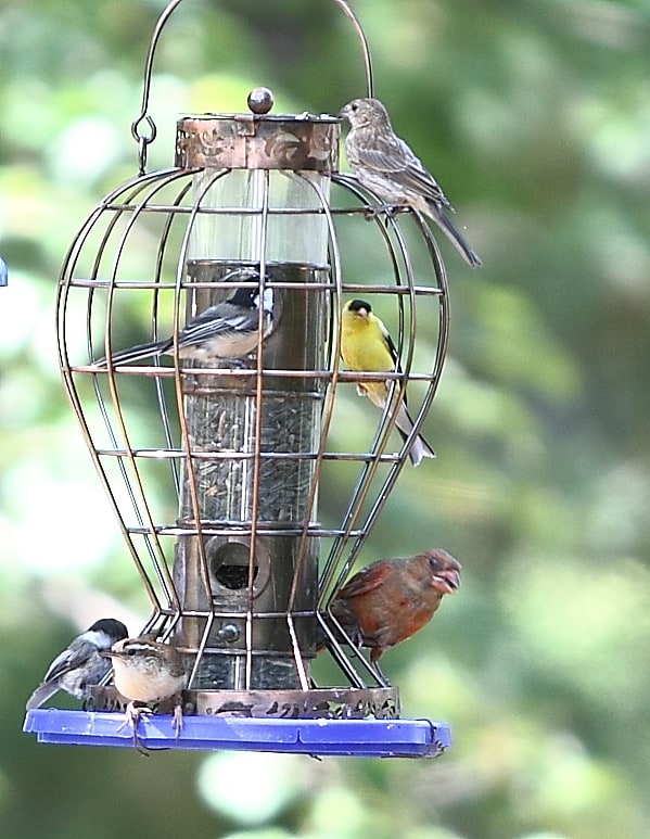 Wildlife Watch by Marian Harman – November 2020