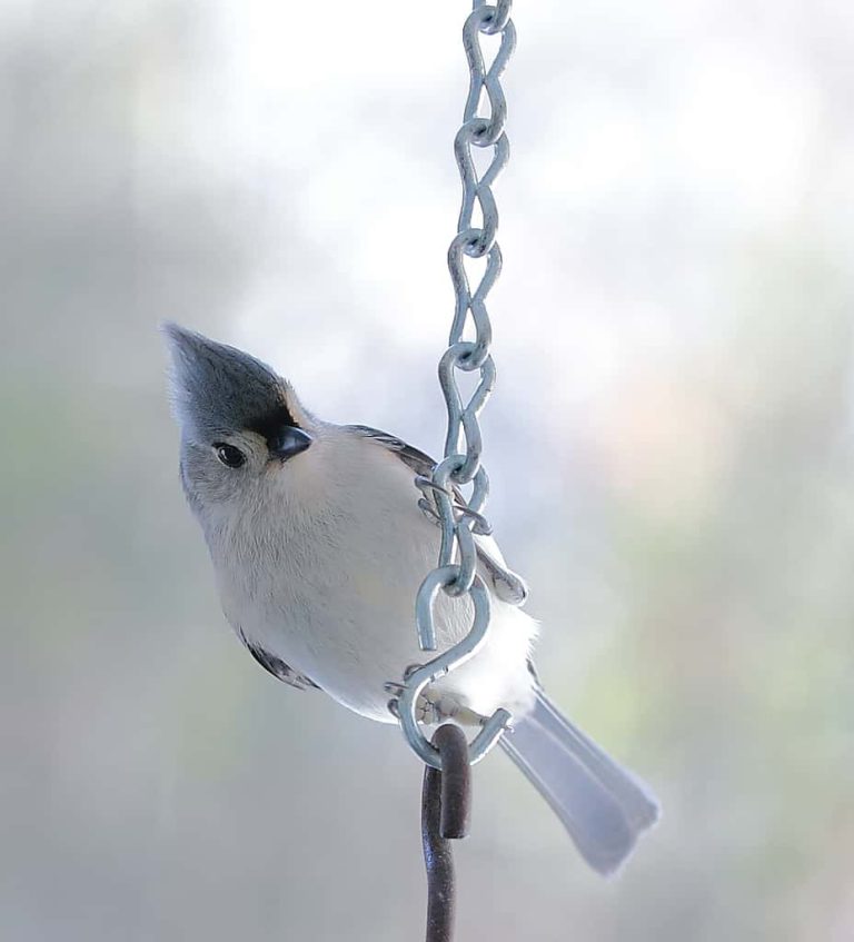 December 2016 – Wildlife Watch by Marian Harman