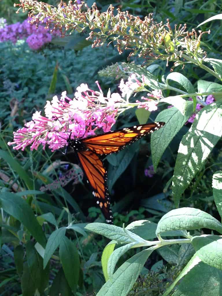 Wildlife Watch by Marian Harman – June 2019