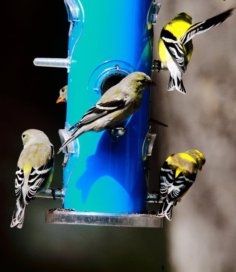 Wildlife Watch by Marian Harman – December 2022