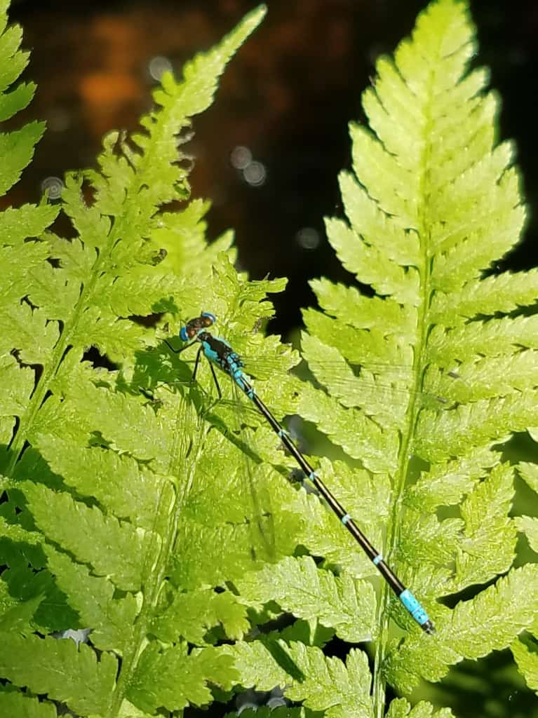 Azure Bluet damselfly