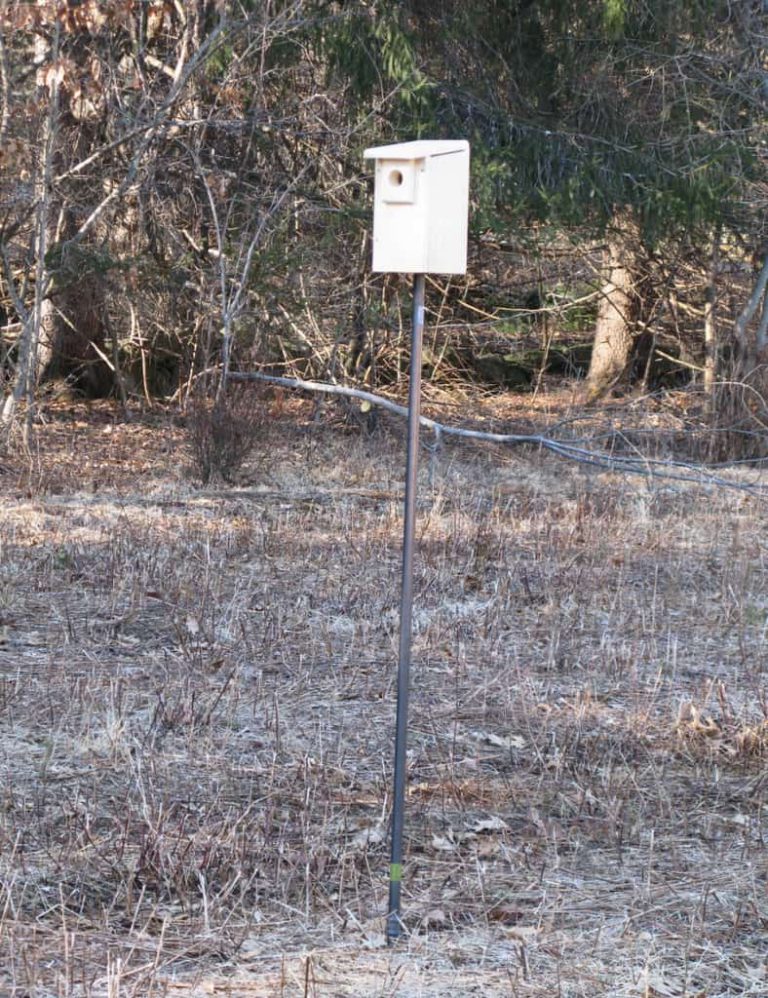 Bluebird Houses at Prospect Hill Conservation Land – Pageant Field