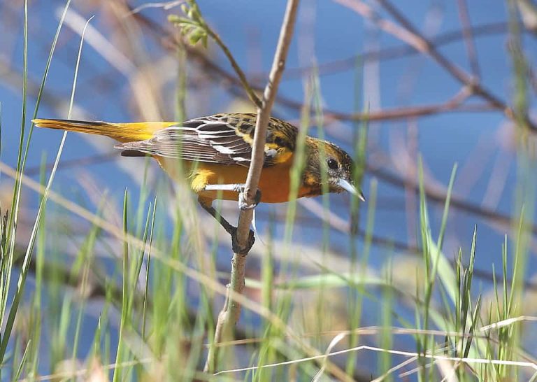 Wildlife Watch by Marian Harman – July 2019