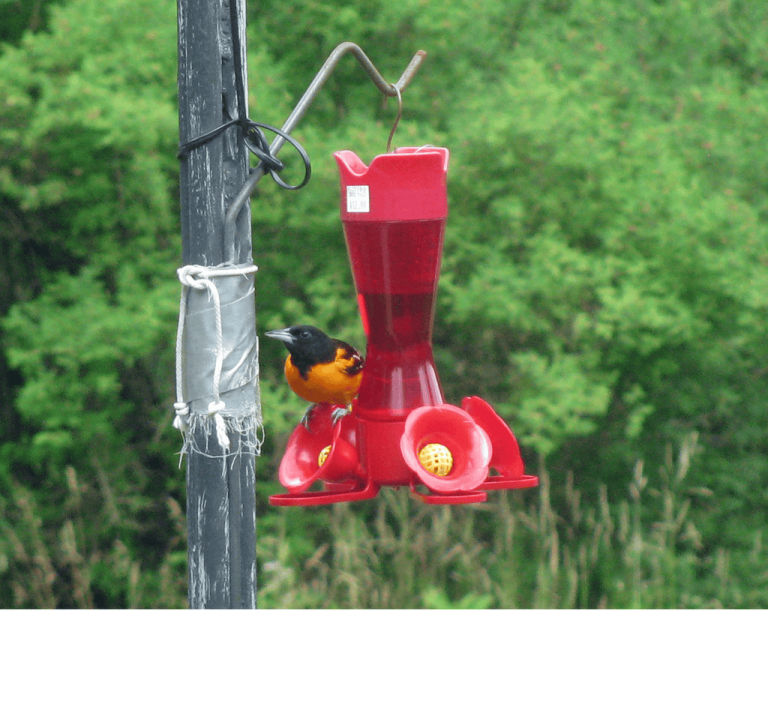 Wildlife Watch by Marian Harman – annual review for 2024