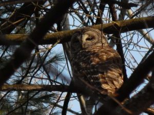 BarredOwlWestfordMar2016ca