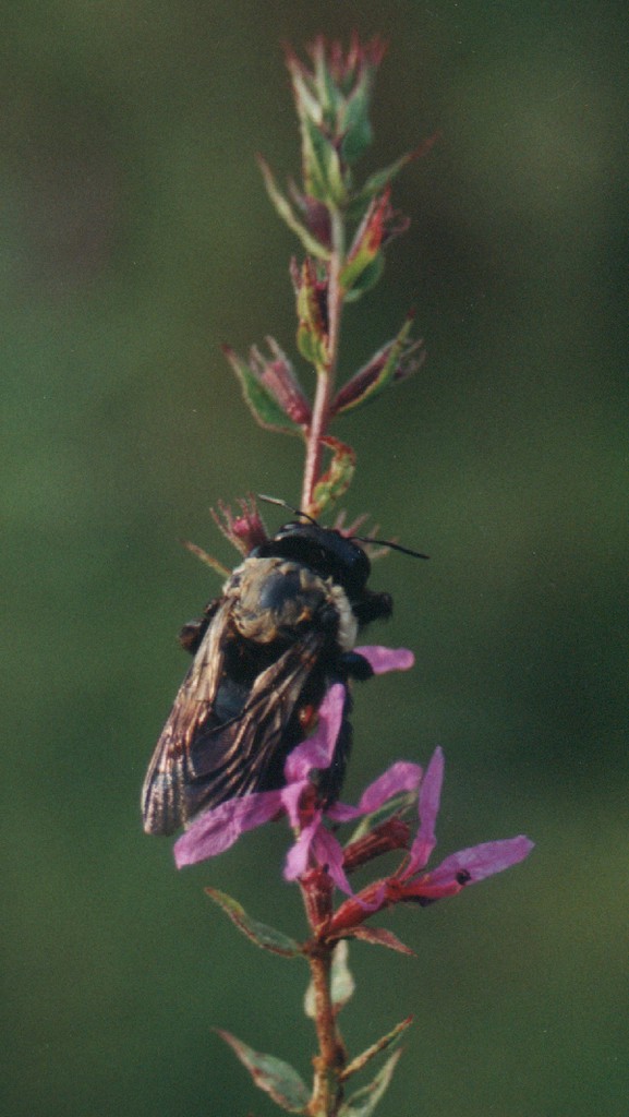 Wildlife Watch by Marian Harman – April 2018