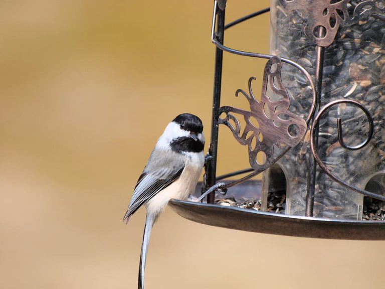 Wildlife Watch by Marian Harman – February 2020