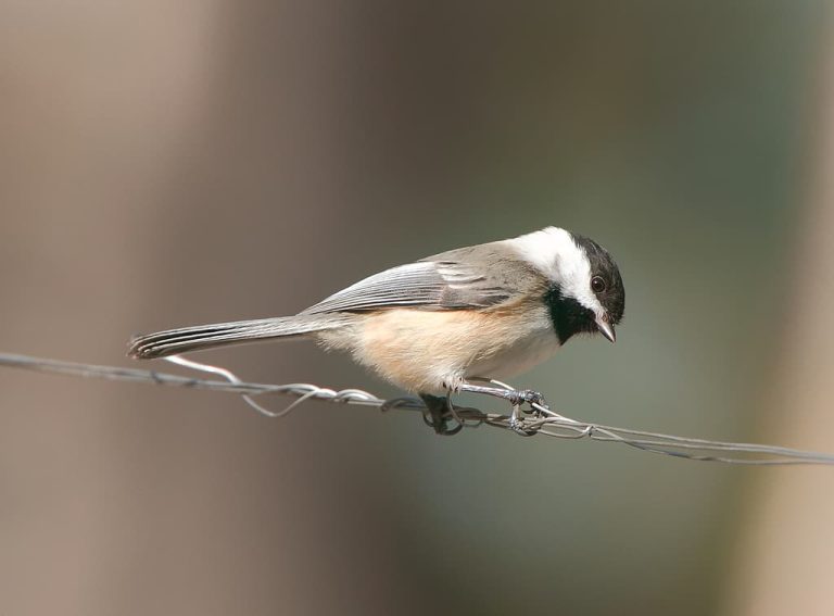 Wildlife Watch by Marian Harman