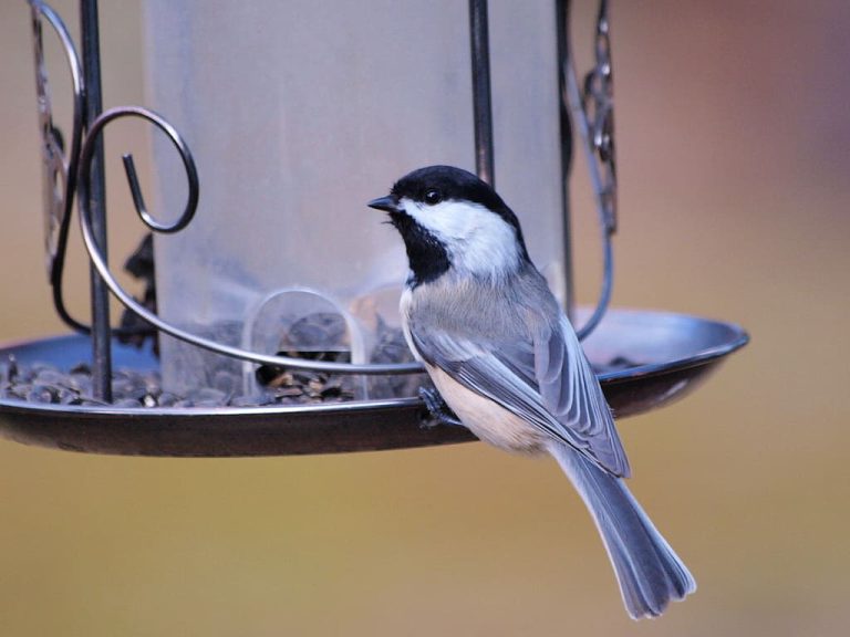 August 2017 – Wildlife Watch by Marian Harman