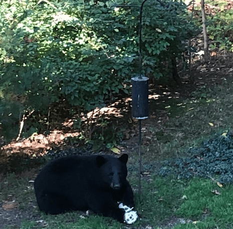 Black Bear Sighting