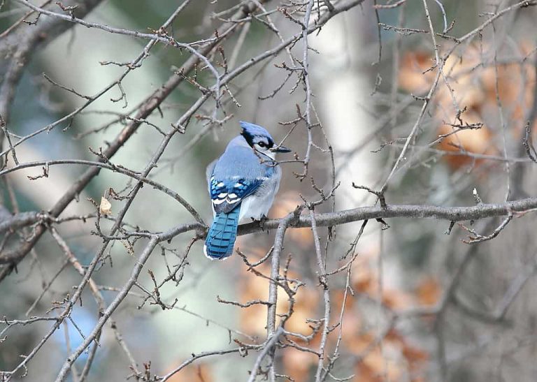 Wildlife Watch by Marian Harman – March 2018