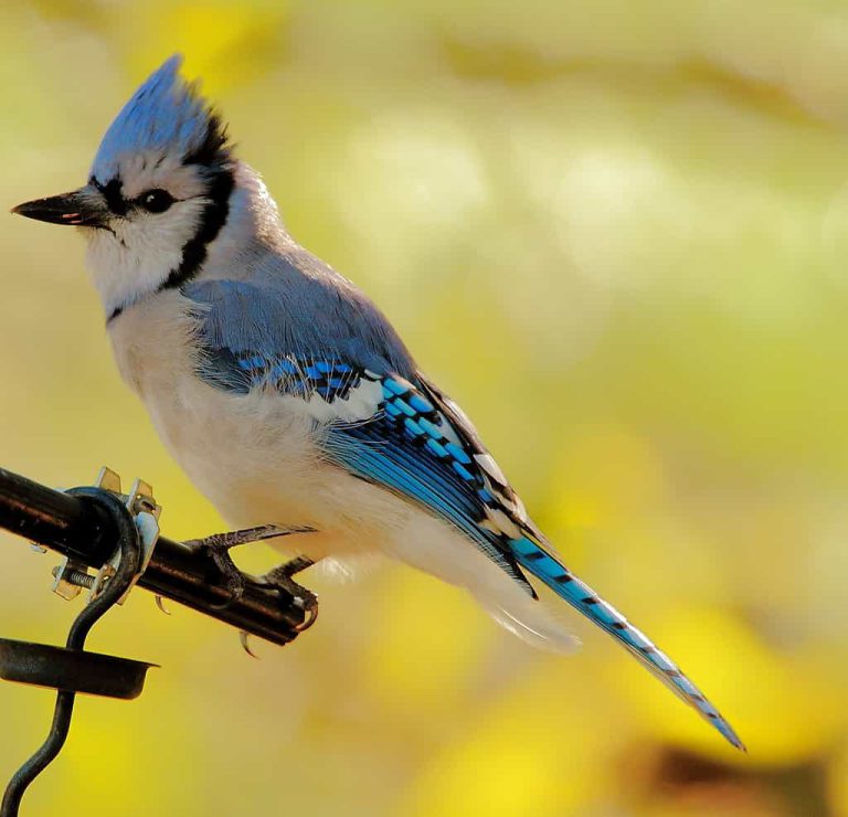 Wildlife Watch by Marian Harman – December 2019