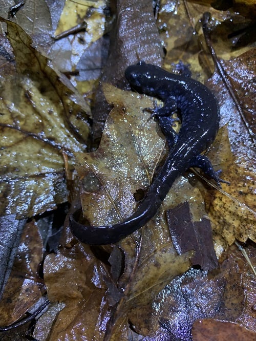 Vernal Pool Critters