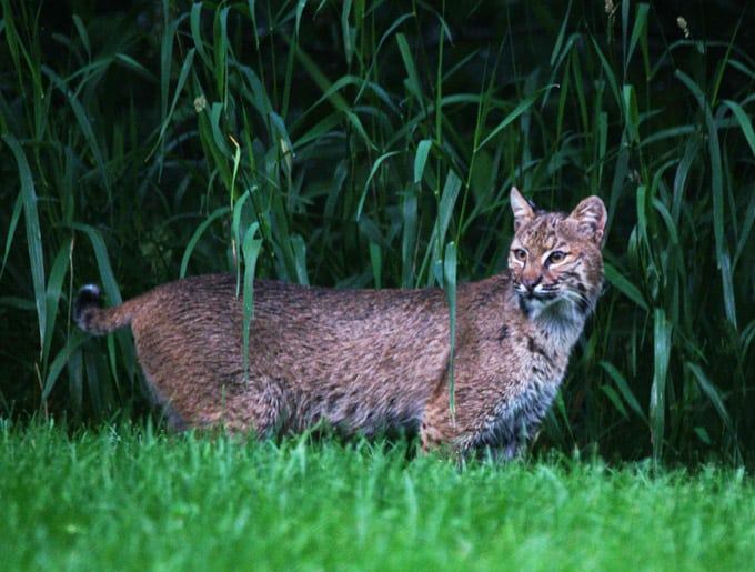 Wildlife Watch by Marian Harman – January 2019