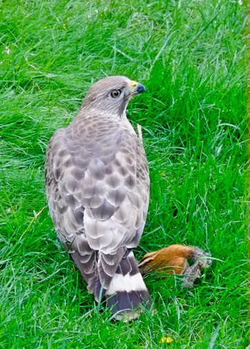 Wildlife Watch by Marian Harman – August 2022