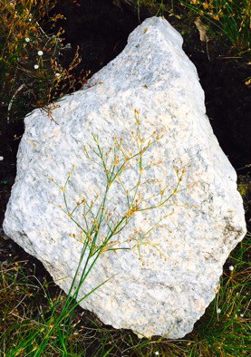 Wildlife Watch by Marian Harman