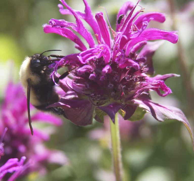 Wildlife Watch by Marian Harman – April 2021