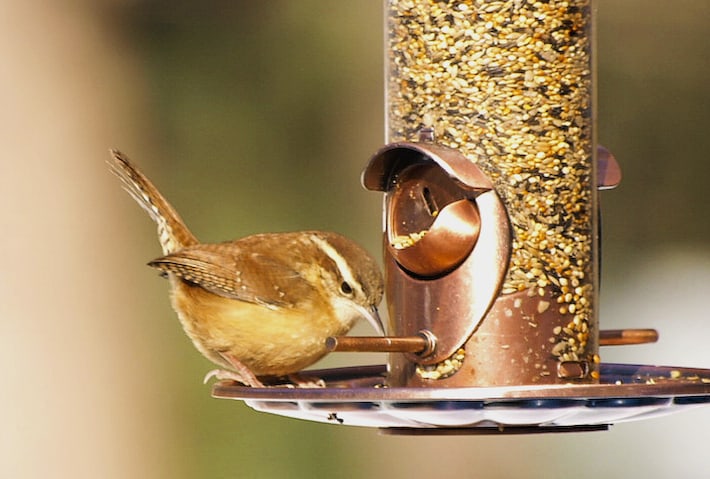 October 2017 – Wildlife Watch by Marian Harman