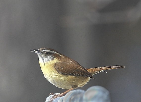 WCT Bird Walk at Emmet Conservation Land – list of birds & wildlife 5/14/22