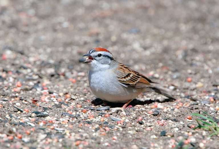 Wildlife Watch by Marian Harman – APRIL 2022