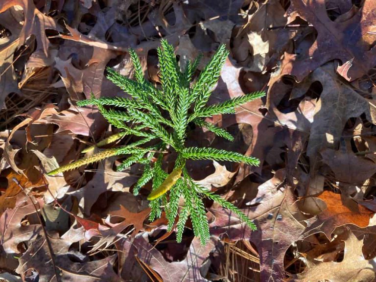 Wildlife Watch by Marian Harman – November 2023