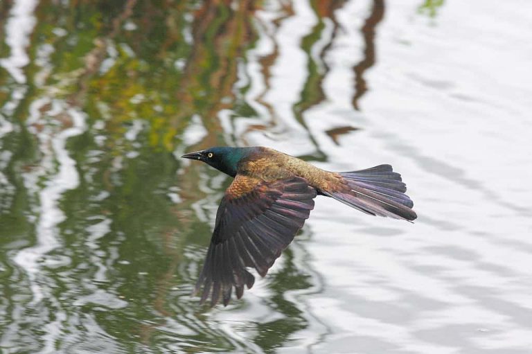 Wildlife Watch by Marian Harman – October 2019