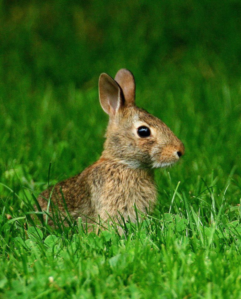 Wildlife Watch by Marian Harman – June 2021