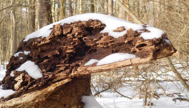 Frances Hill Winter Art