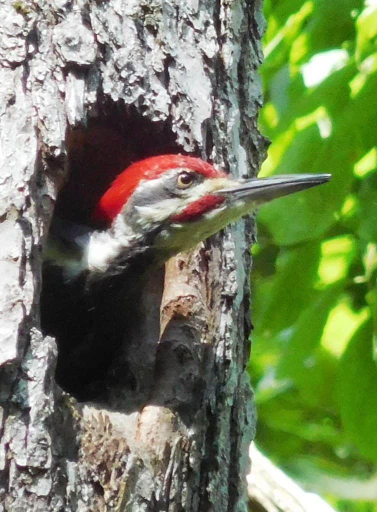 Pilieated Woodpecker