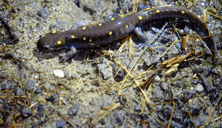 Vernal Pool Critters