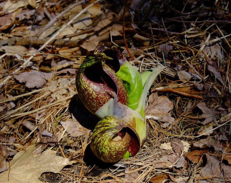 Skunk Cabbage – Tom Paul Trail (lower section)