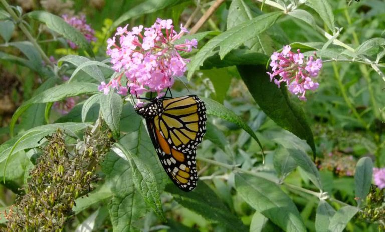 Late Summer Visitors