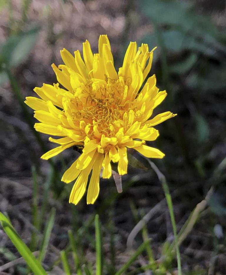 Wildlife Watch by Marian Harman – July 2020