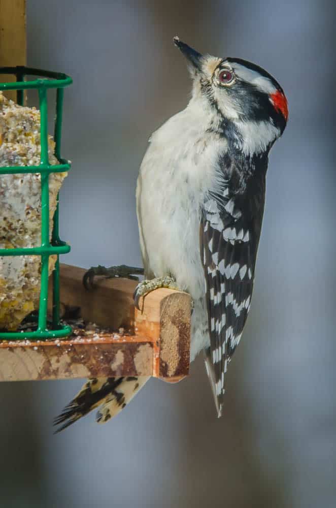 Wildlife Watch by Marian Harman – December 2020