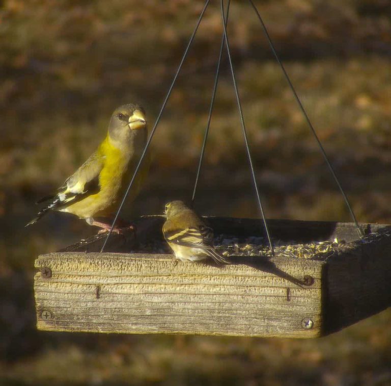 Wildlife Watch by Marian Harman – December 2018