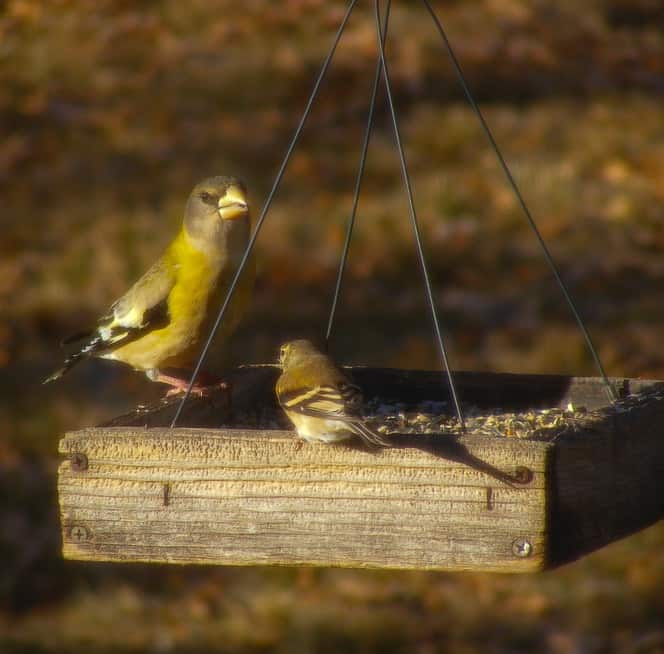 Wildlife Watch by Marian Harman – January 2021