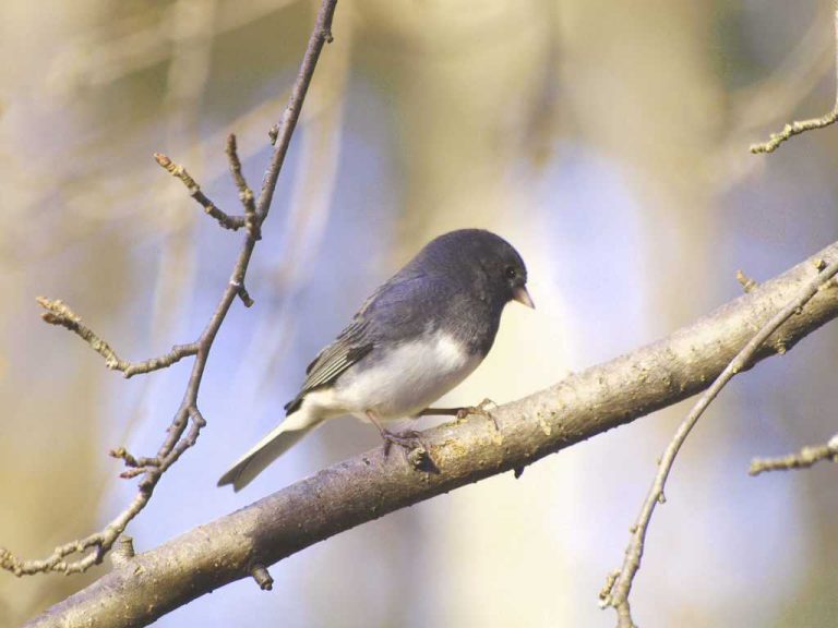 Wildlife Watch by Marian Harman – September 2019