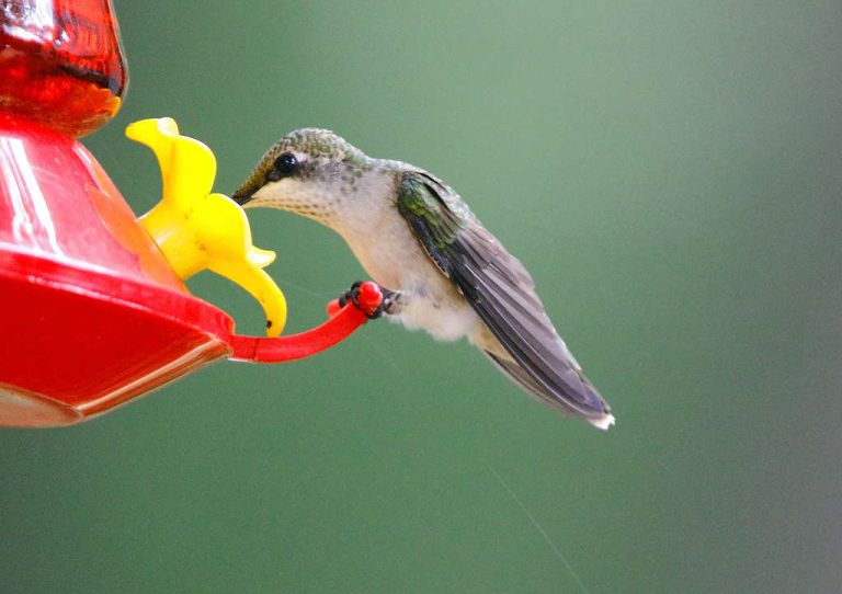 Wildlife Watch by Marian Harman – July 2018