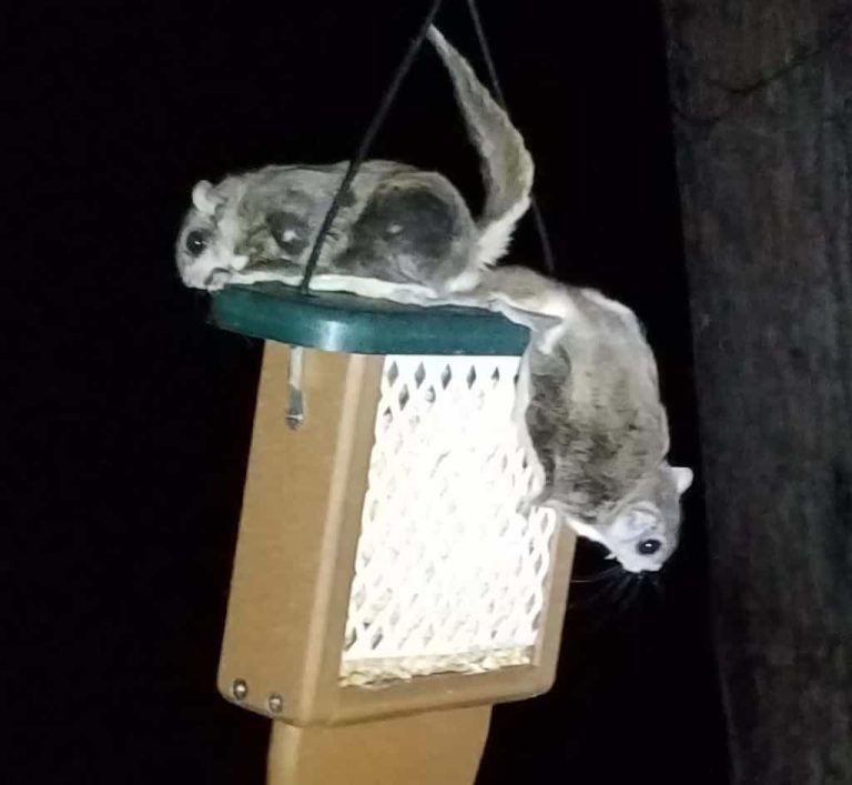 Flying Squirrels