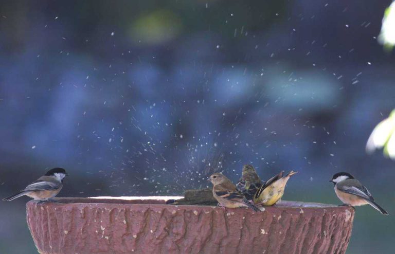 Wildlife Watch by Marian Harman – July 2023