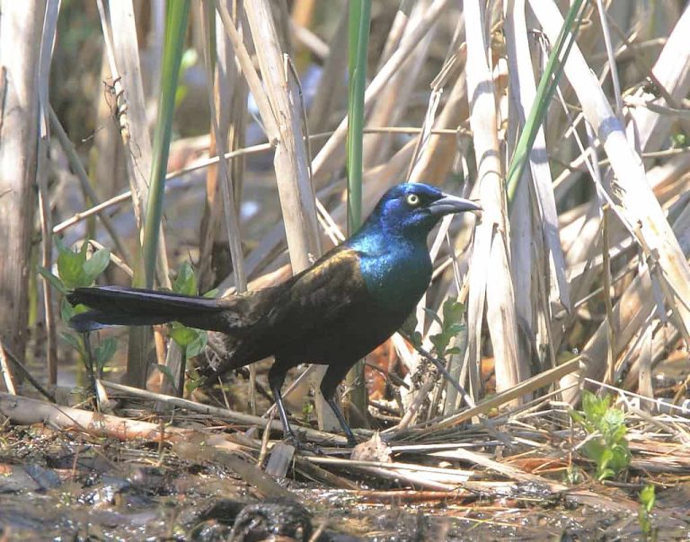 Wildlife Watch by Marian Harman – August 2019